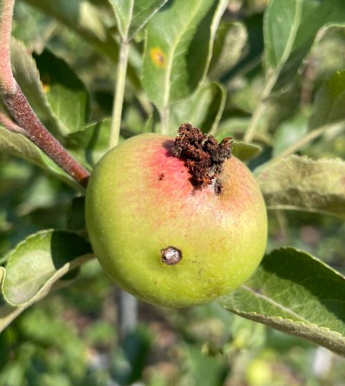 An apple with frass and damage on it caused by codling moth.