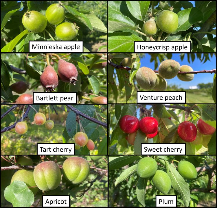 Varieties of fruits.