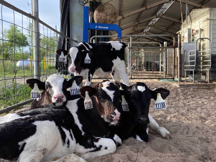 dairy calves snuggling in their pen