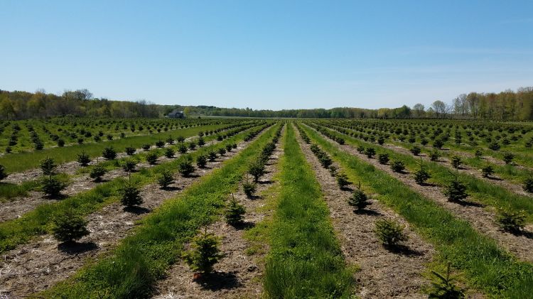 A field of small, young Christmas trees.