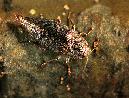  Adult is a short-horned beetle, flattened above with short antennae and large, conspicuous eyes. 