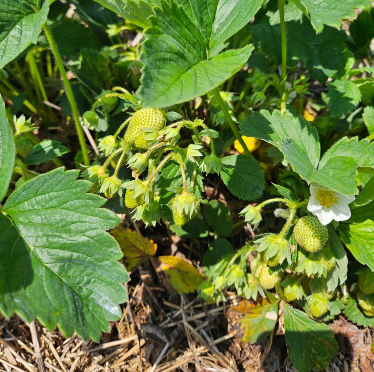 Thimble-size strawberries growing from a plant.