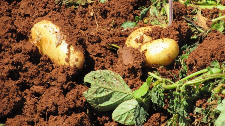 Freshly dug up potatoes sitting on top of soil.