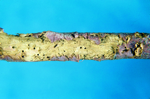  Adult produces small holes through the bark on fruit tree twigs. 