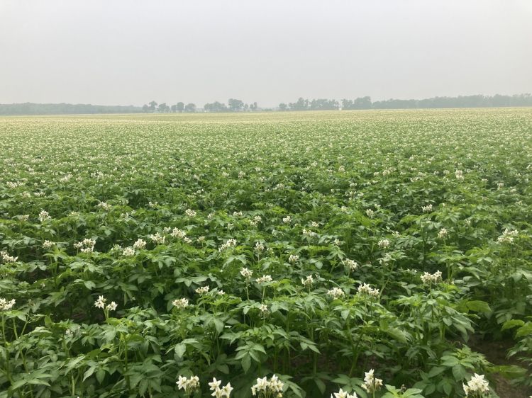 Potatoes flowering in a field.