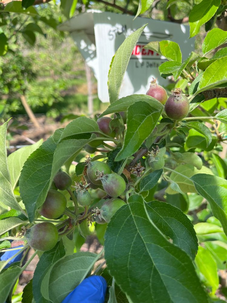 Northwest Michigan fruit update – June 4, 2024 - Fruit & Nuts