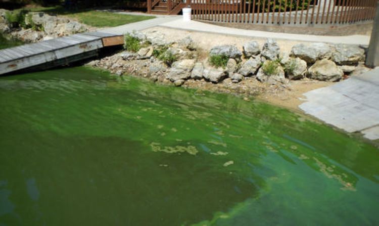 Blue-Green Algae Can Cause An Unpleasant Taste