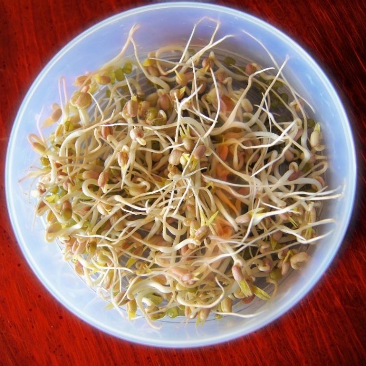 A bowl of sprouts.
