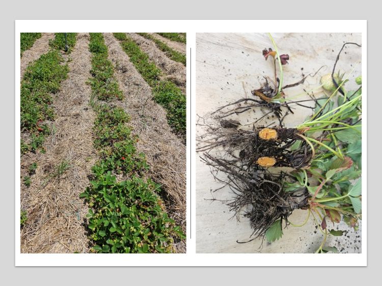 A strawberry field and strawberry plants with rotted roots.