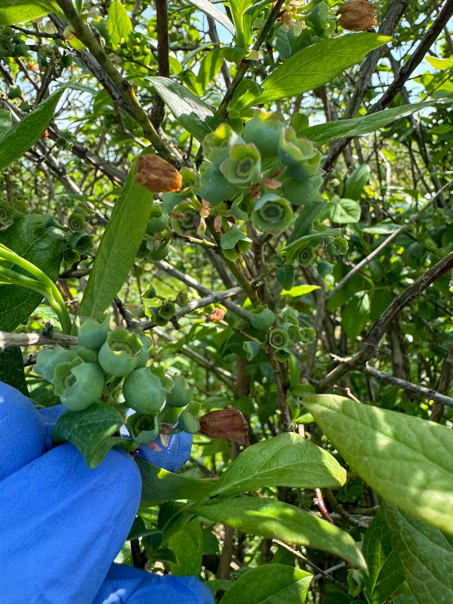 Blueberries hanging from a tree.