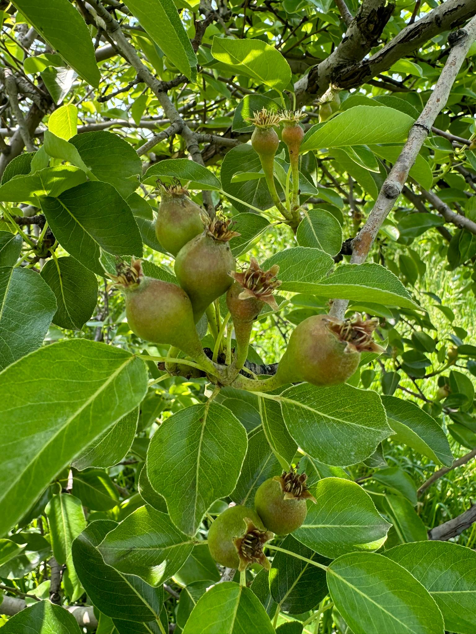 Pears hanging from a tree.
