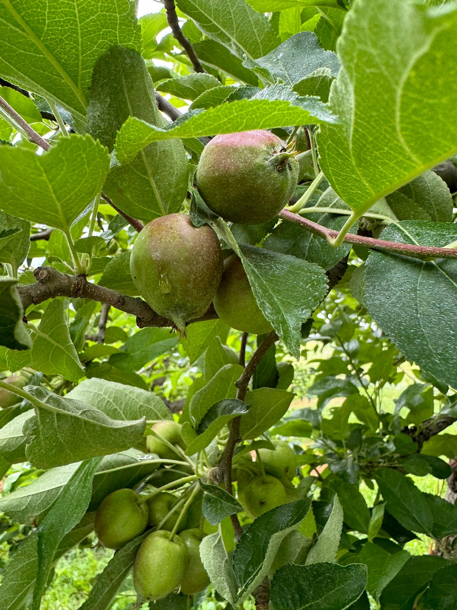 Southeast Michigan fruit update – June 4, 2024 - Fruit & Nuts