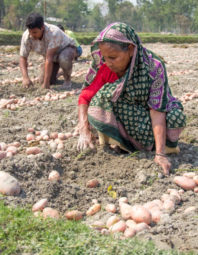 Woman picking potatoes out of ground
