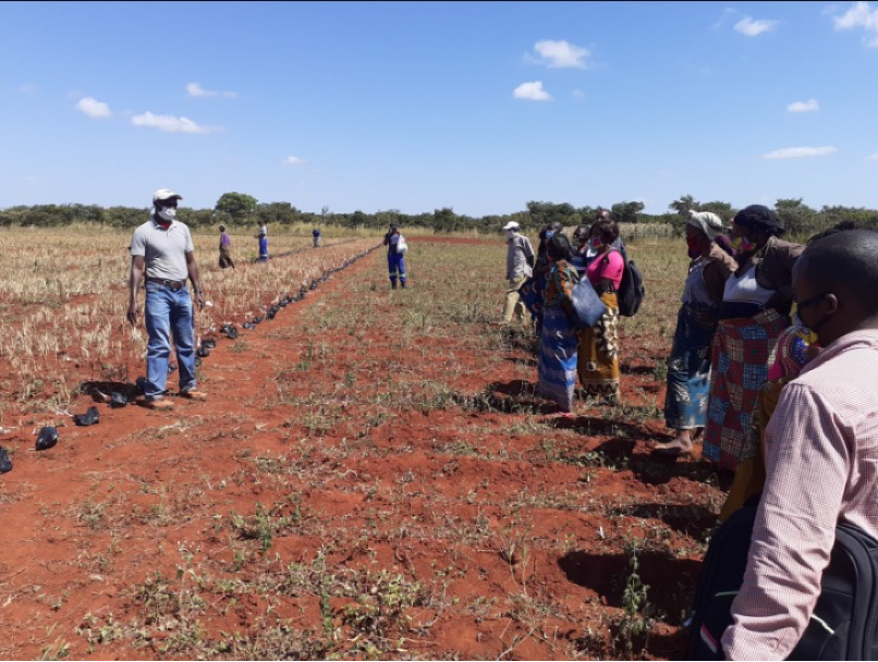 Dr. Kelvin Kamfwa facilitating participatory selection of yellow bean germ plasm with farmers in Zambia (2020)