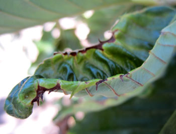Potato leafhopper feeding